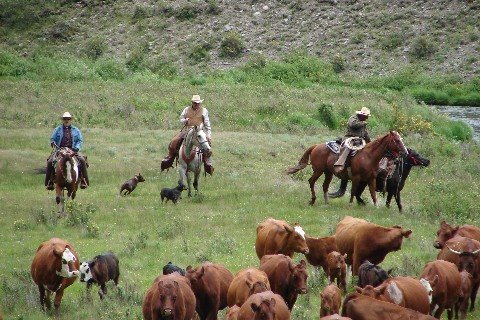  - Herding cattle Web view
